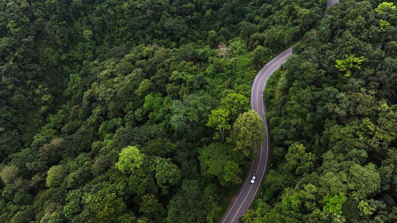 Car drives on a road through a green forest.